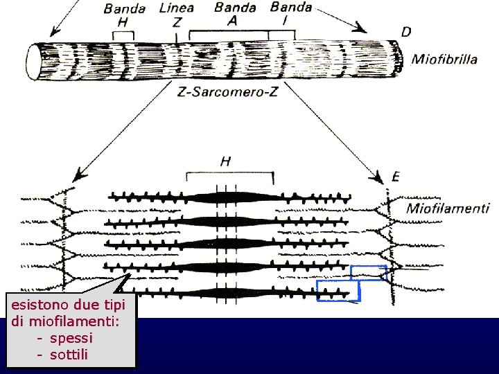 sarcomero e miofilamenti esistono due tipi di miofilamenti: - spessi - sottili sarcomero e miofilamenti esistono due tipi di miofilamenti: - spessi - sottili