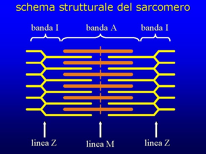 schema strutturale del sarcomero banda I banda A banda I linea Z linea M