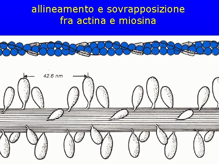 allineamento e sovrapposizione fra actina e miosina 
