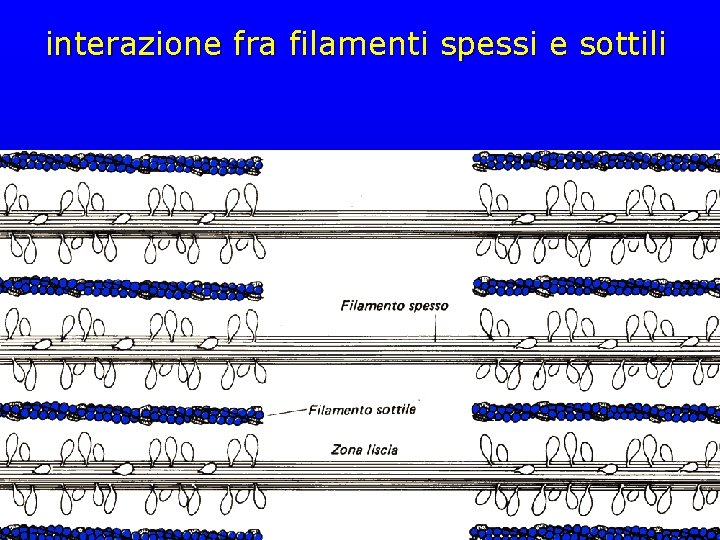 interazione fra filamenti spessi e sottili 