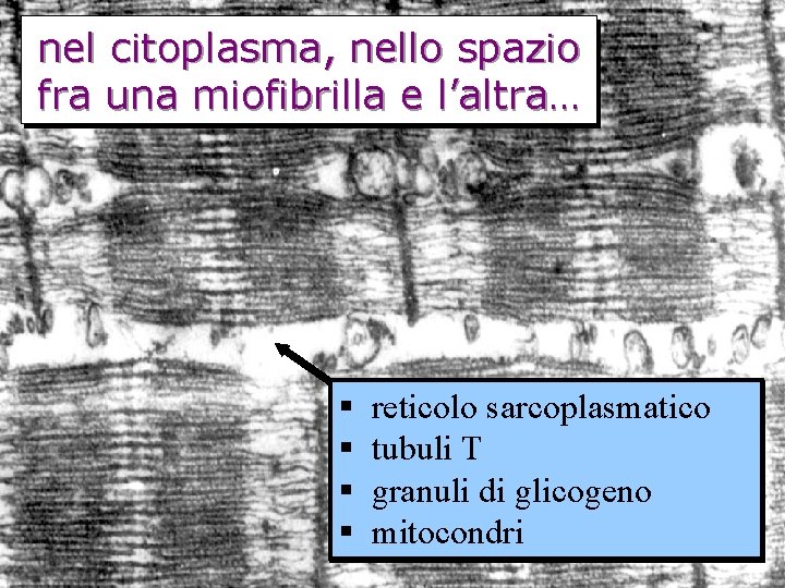 nel citoplasma, nello spazio fra una miofibrilla e l’altra… § § reticolo sarcoplasmatico tubuli