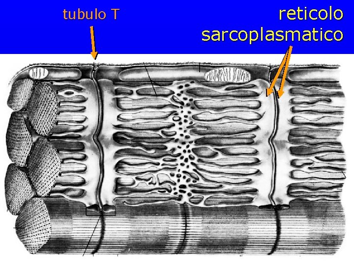 tubulo T reticolo sarcoplasmatico 