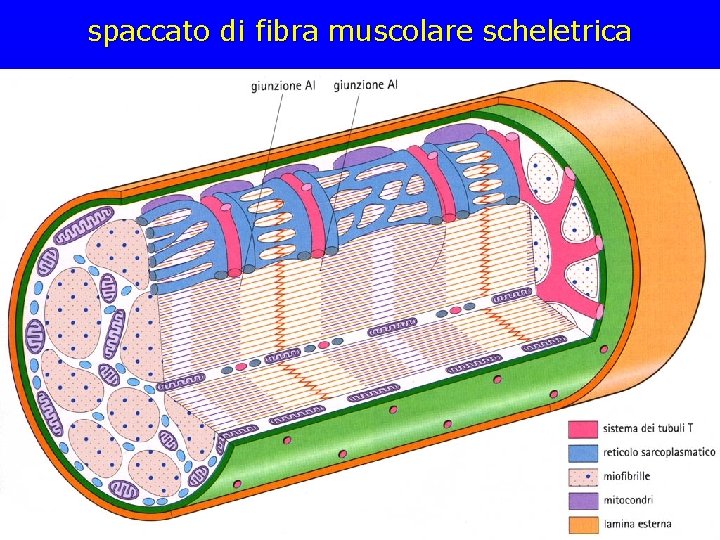 spaccato di fibra muscolare scheletrica spaccato di fibra muscolare scheletrica