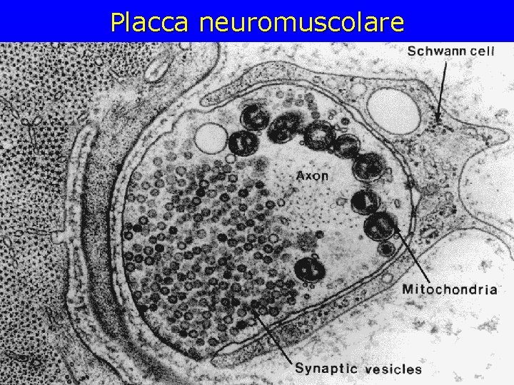 Placca neuromuscolare Placca neuromuscolare