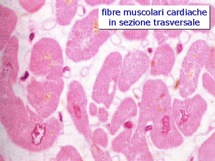 fibre muscolari cardiache in sezione trasversale 