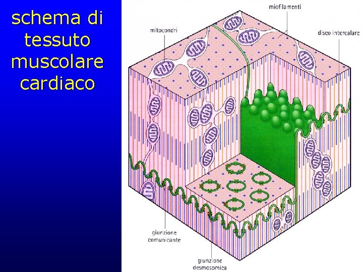 schema di tessuto muscolare cardiaco 