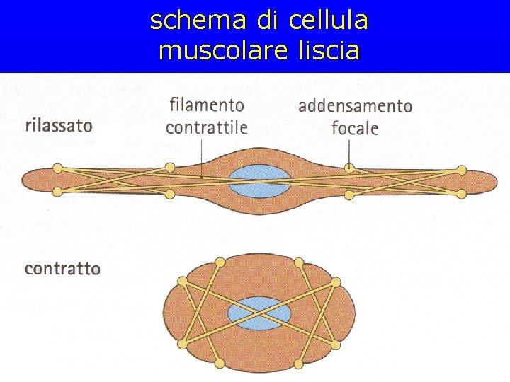 schema di cellula muscolare liscia 