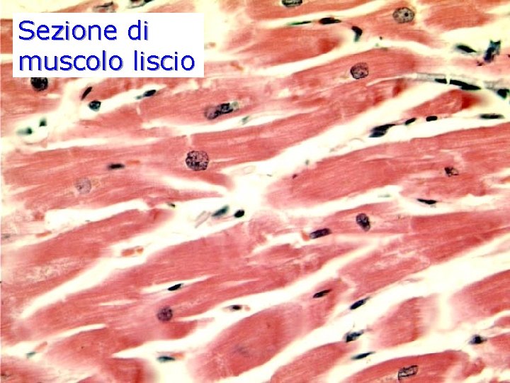 Sezione di muscolo liscio Sezione di muscolo liscio