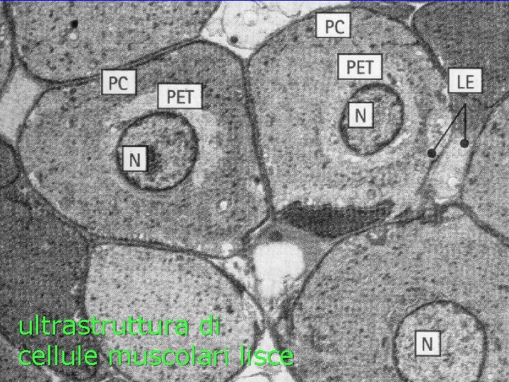 ultrastruttura di cellule muscolari lisce 