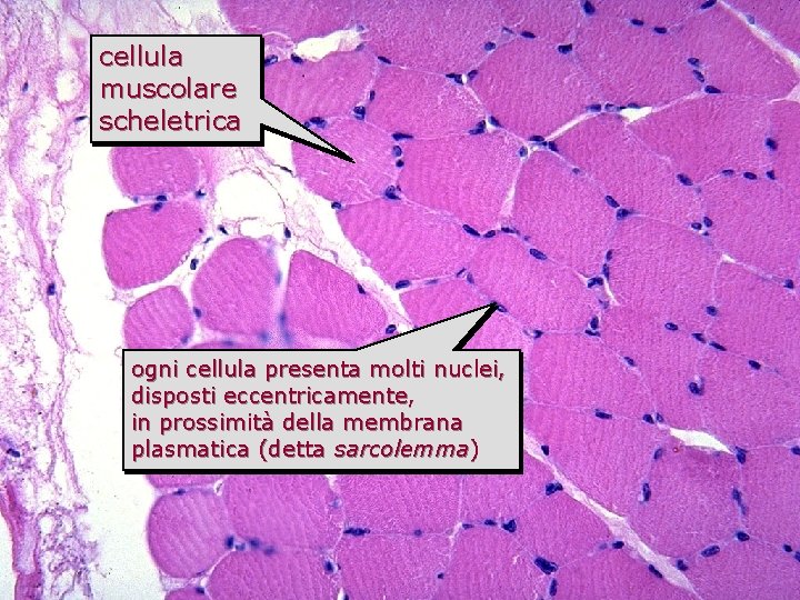 muscolo scheletrico in sezione cellula trasversale muscolare scheletrica ogni cellula presenta molti nuclei, disposti