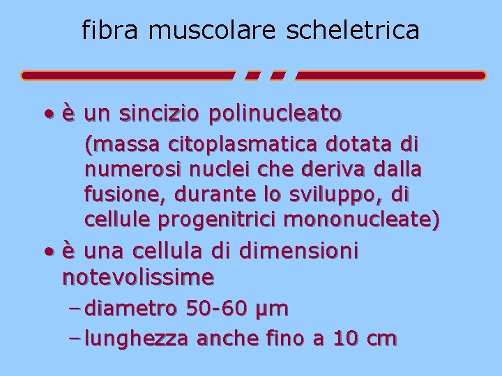 fibra muscolare scheletrica • è un sincizio polinucleato (massa citoplasmatica dotata di numerosi nuclei