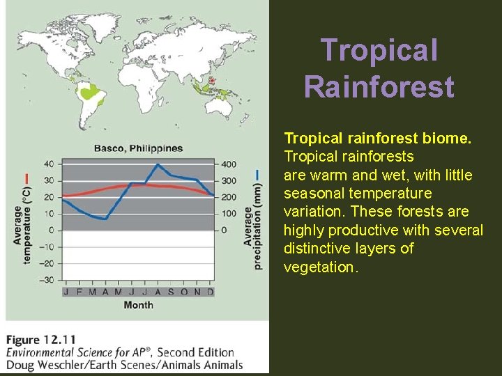 Tropical Rainforest Tropical rainforest biome. Tropical rainforests are warm and wet, with little seasonal