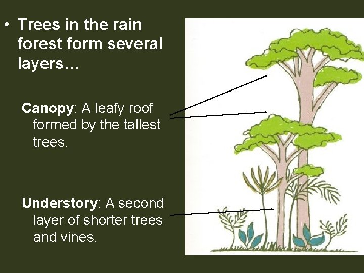  • Trees in the rain forest form several layers… Canopy: A leafy roof