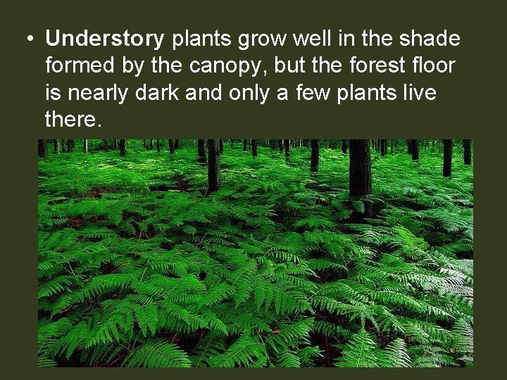  • Understory plants grow well in the shade formed by the canopy, but
