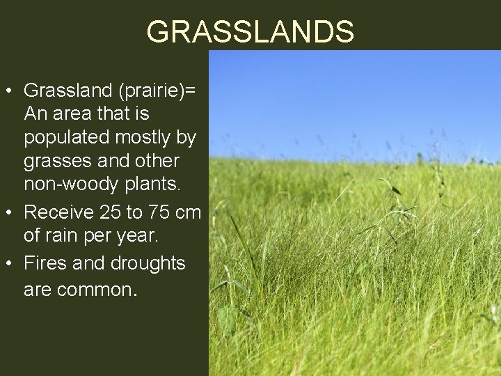GRASSLANDS • Grassland (prairie)= An area that is populated mostly by grasses and other