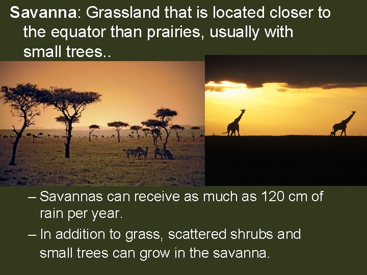Savanna: Grassland that is located closer to the equator than prairies, usually with small