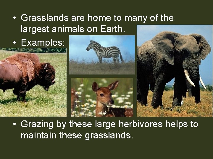  • Grasslands are home to many of the largest animals on Earth. •