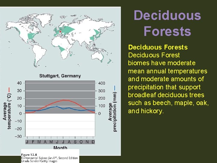 Deciduous Forests Deciduous Forest biomes have moderate mean annual temperatures and moderate amounts of