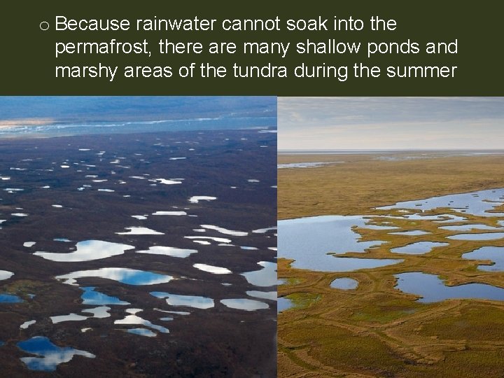 o Because rainwater cannot soak into the permafrost, there are many shallow ponds and