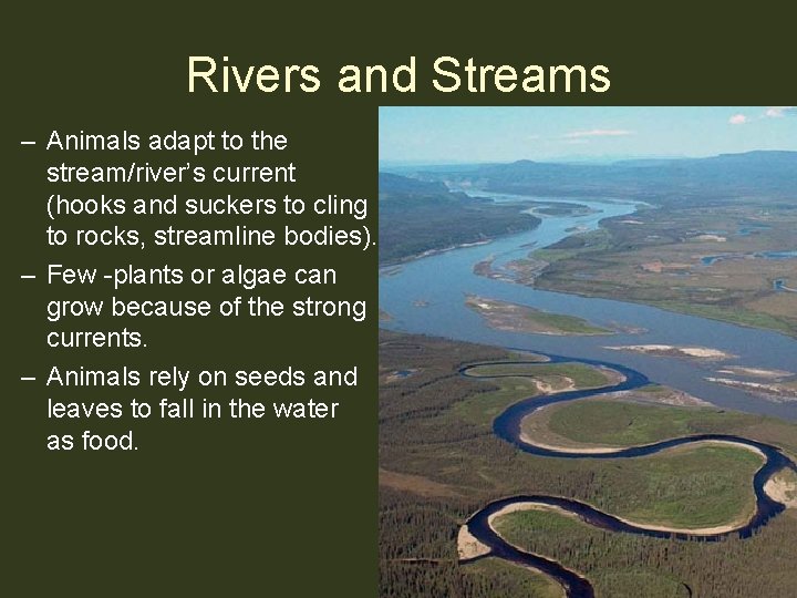 Rivers and Streams – Animals adapt to the stream/river’s current (hooks and suckers to