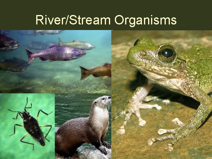 River/Stream Organisms 