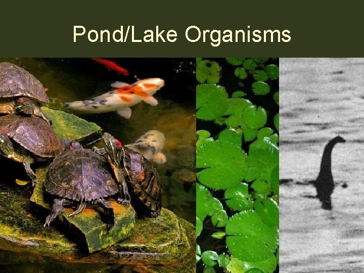 Pond/Lake Organisms 