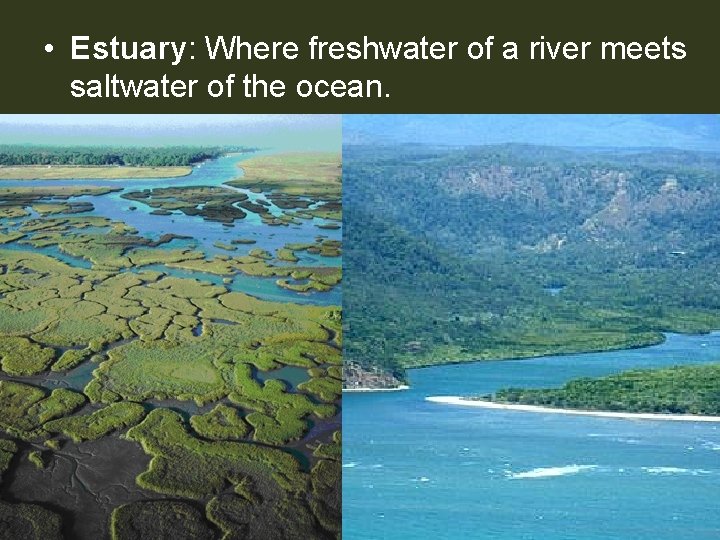  • Estuary: Where freshwater of a river meets saltwater of the ocean. 