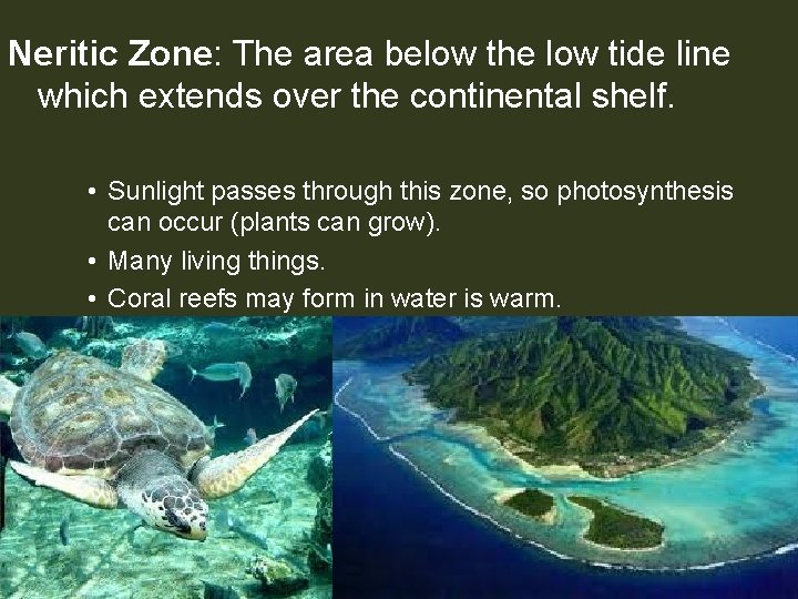 Neritic Zone: The area below the low tide line which extends over the continental