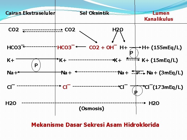 Cairan Ekstraseluler CO 2 HCO 3‾ K+ Sel Oksintik HCO 3‾ P Lumen Kanalikulus