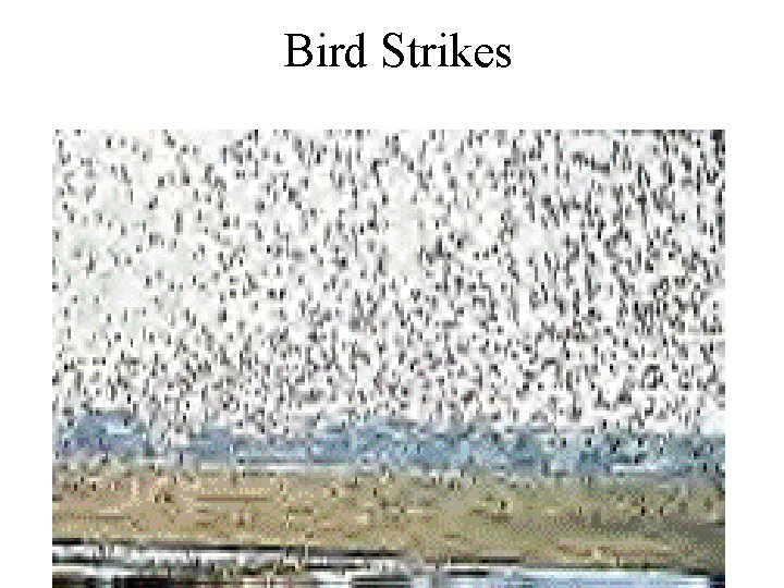 Bird Strikes 