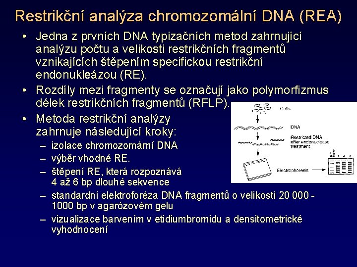 Restrikční analýza chromozomální DNA (REA) • Jedna z prvních DNA typizačních metod zahrnující analýzu