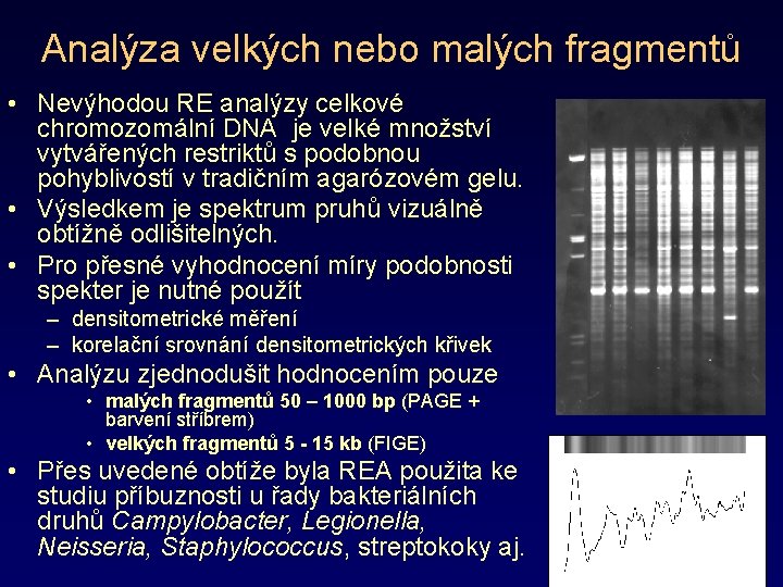 Analýza velkých nebo malých fragmentů • Nevýhodou RE analýzy celkové chromozomální DNA je velké