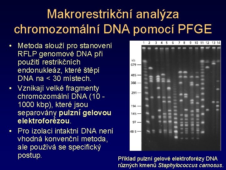 Makrorestrikční analýza chromozomální DNA pomocí PFGE • Metoda slouží pro stanovení RFLP genomové DNA