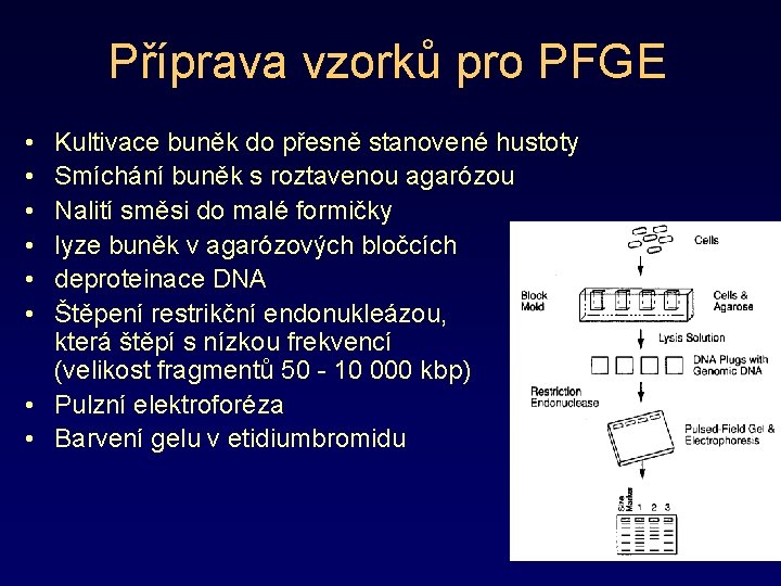 Příprava vzorků pro PFGE • • • Kultivace buněk do přesně stanovené hustoty Smíchání