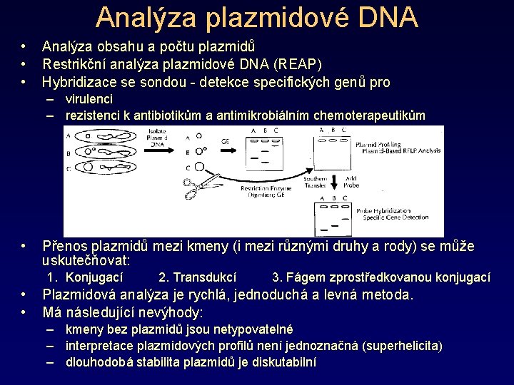 Analýza plazmidové DNA • • • Analýza obsahu a počtu plazmidů Restrikční analýza plazmidové