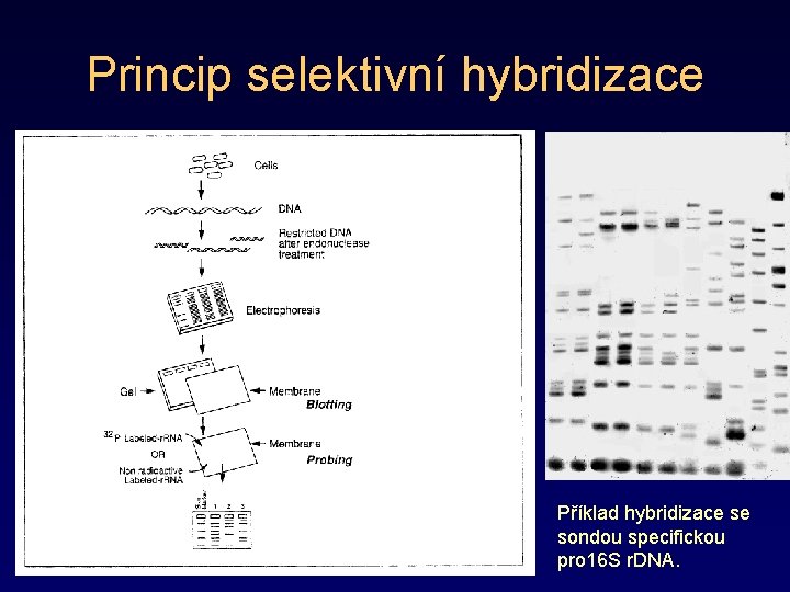 Princip selektivní hybridizace Příklad hybridizace se sondou specifickou pro 16 S r. DNA. 