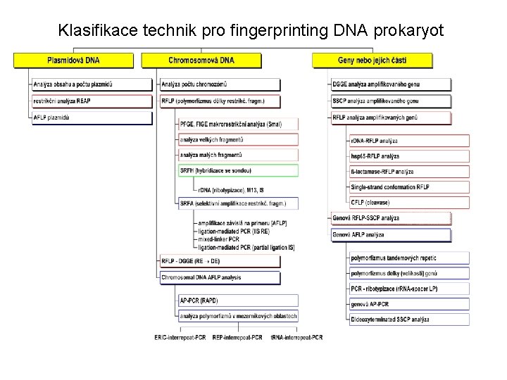 Klasifikace technik pro fingerprinting DNA prokaryot 