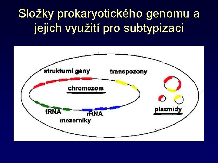 Složky prokaryotického genomu a jejich využití pro subtypizaci 