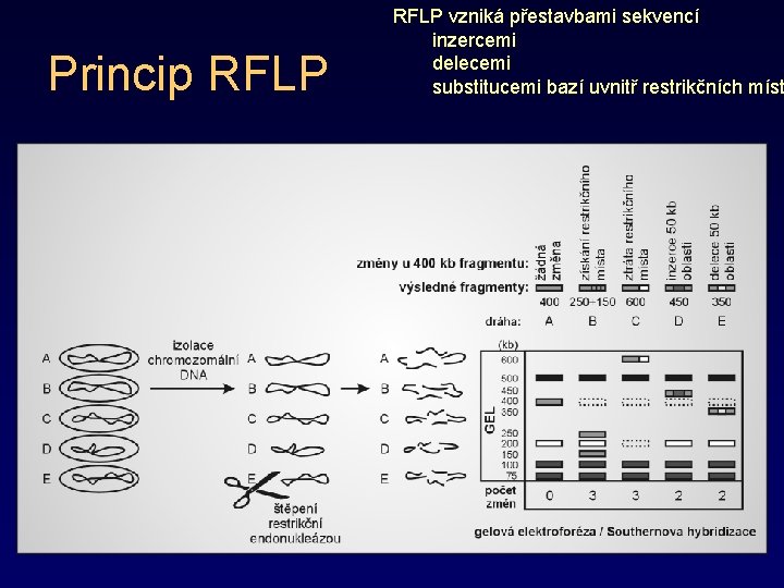 Princip RFLP vzniká přestavbami sekvencí inzercemi delecemi substitucemi bazí uvnitř restrikčních míst 