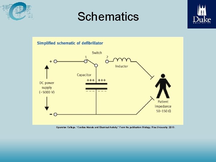 Schematics Openstax College. “Cardiac Muscle and Electrical Activity. ” From the publication: Biology. Rice