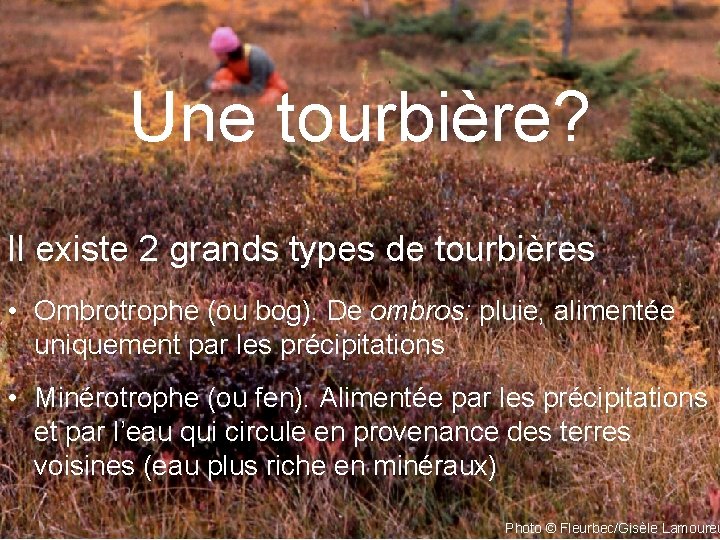 Une tourbière? Il existe 2 grands types de tourbières • Ombrotrophe (ou bog). De