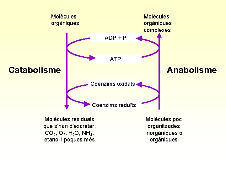 Molècules orgàniques complexes ADP + P ATP Catabolisme Anabolisme Coenzims oxidats Coenzims reduïts Molècules