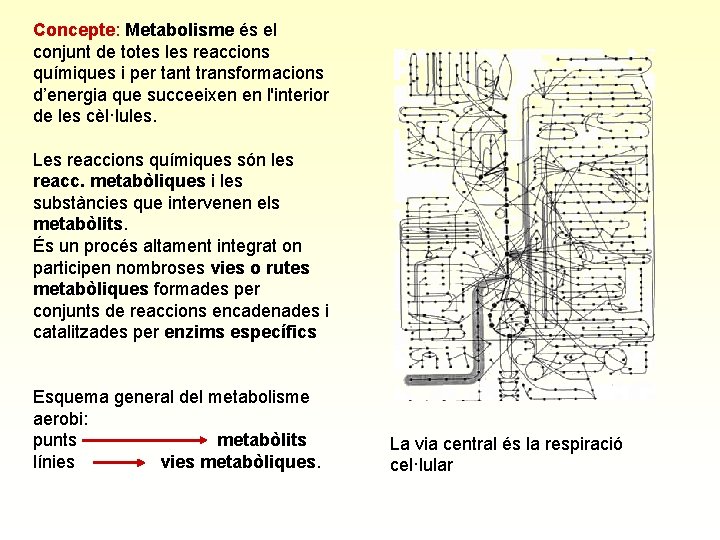 Concepte: Metabolisme és el conjunt de totes les reaccions químiques i per tant transformacions