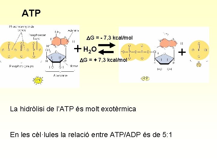 ATP DG = - 7, 3 kcal/mol H 2 O DG = + 7,