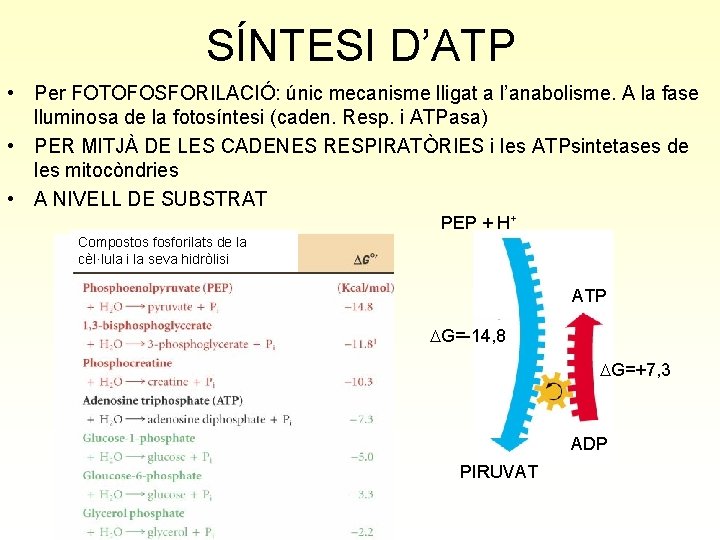 SÍNTESI D’ATP • Per FOTOFOSFORILACIÓ: únic mecanisme lligat a l’anabolisme. A la fase lluminosa