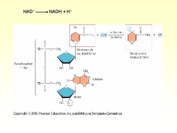 NAD+ NADH + H+ 