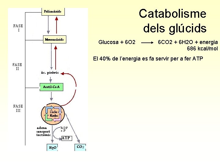 Catabolisme dels glúcids Glucosa + 6 O 2 6 CO 2 + 6 H