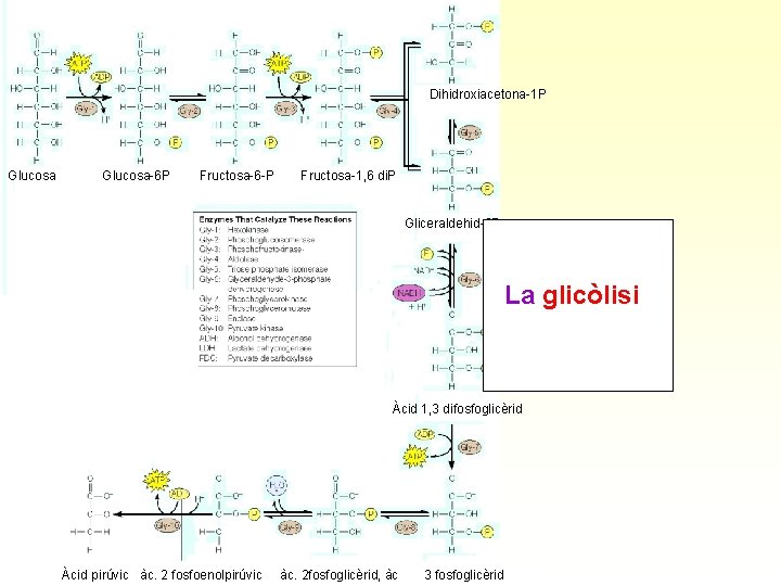 Dihidroxiacetona-1 P Glucosa Glucosa-6 P Fructosa-6 -P Fructosa-1, 6 di. P Gliceraldehid-3 P La