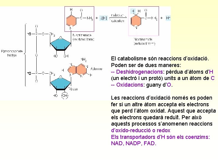 El catabolisme són reaccions d’oxidació. Poden ser de dues maneres: -- Deshidrogenacions: pèrdua d’àtoms
