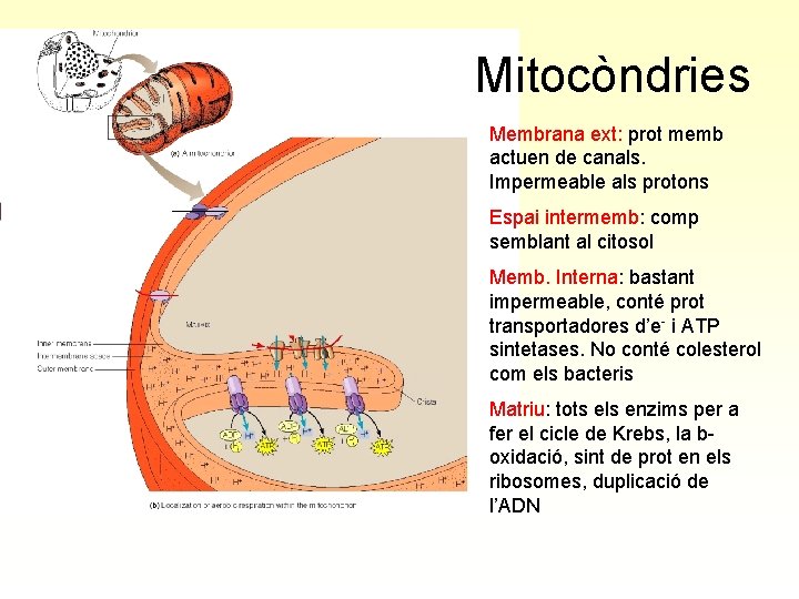 Mitocòndries Membrana ext: prot memb actuen de canals. Impermeable als protons Espai intermemb: comp